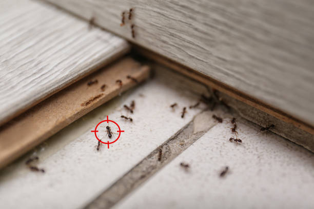 Best Ant Control Services  in Glassmanor, MD
